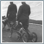 pies ciągnący wózek z kablem telefonicznym